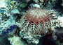 84- L'acanthaster possede jusqu'a 18 bras - Kouare